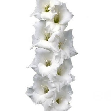 GLADIOLI SNOWBOARD