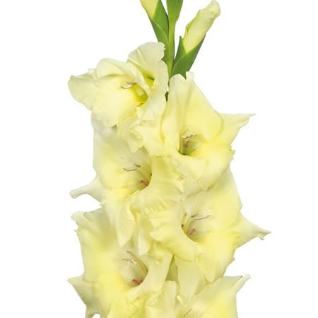 GLADIOLI SPEED DATE