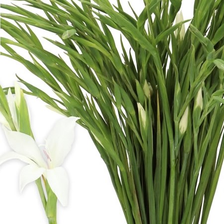 GLADIOLI SUMMER BRIDE (MINI)