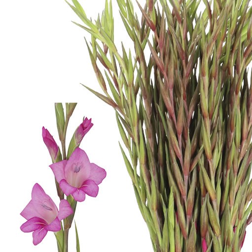 GLADIOLI SUMMER JEWEL (MINI)