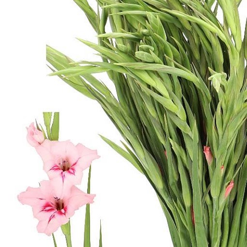GLADIOLI SUMMER LOVE (MINI)
