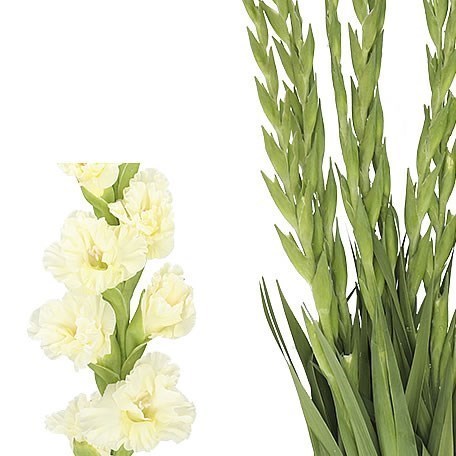 GLADIOLI SWEET CRYSTAL