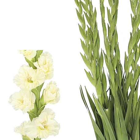 GLADIOLI SWEET CRYSTAL