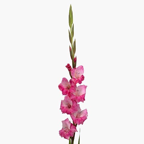 GLADIOLI T 512 SELECT