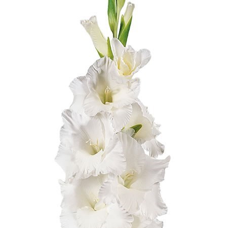 GLADIOLI WHITE GRAND PRIX