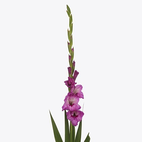 GLADIOLI XPERIENCE
