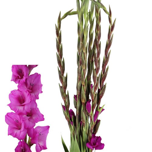GLADIOLI AURORA