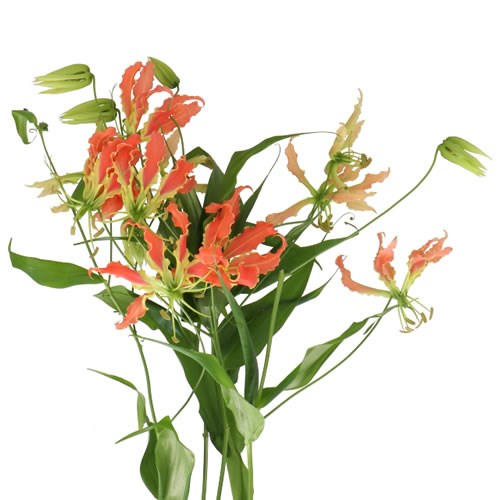 GLORIOSA ORANGE (LONG)