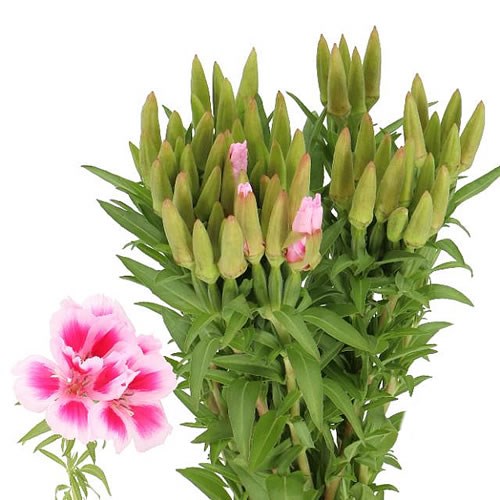 GODETIA CLARKIA GRACE ROSE PINK 30cm Wholesale Dutch Flowers