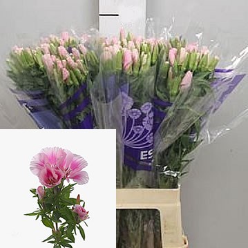 GODETIA CLARKIA PINK