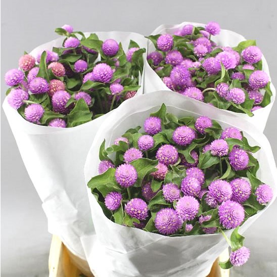GOMPHRENA LAVENDER