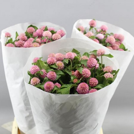 GOMPHRENA OLD PINK