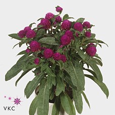 GOMPHRENA PURPLE