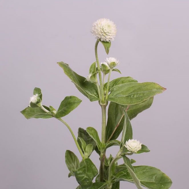 GOMPHRENA WHITE