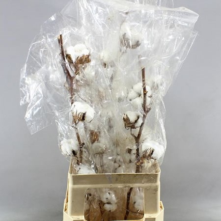 GOSSYPIUM COTTON - 10 BUDS
