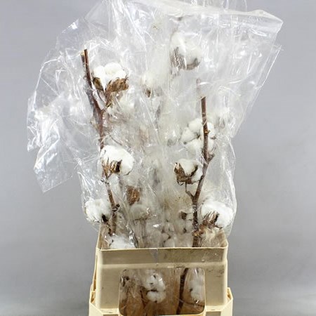 GOSSYPIUM COTTON - 13 BUDS