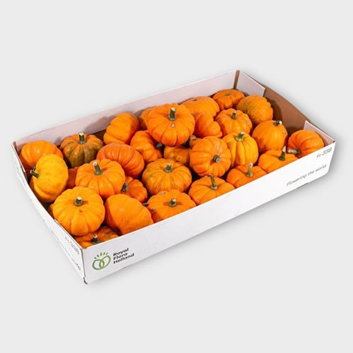 GOURDS - CUCURBITA JACK BE LITTLE 8CM