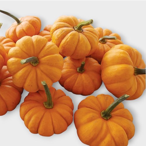 GOURDS - CUCURBITA JACK BE LITTLE