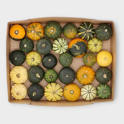GOURDS - CUCURBITA MIX