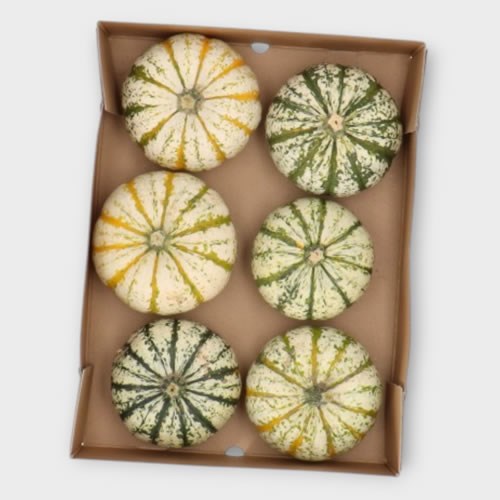 GOURDS - CUCURBITA P-KE MON