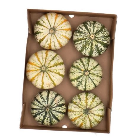 GOURDS - CUCURBITA POKE MON