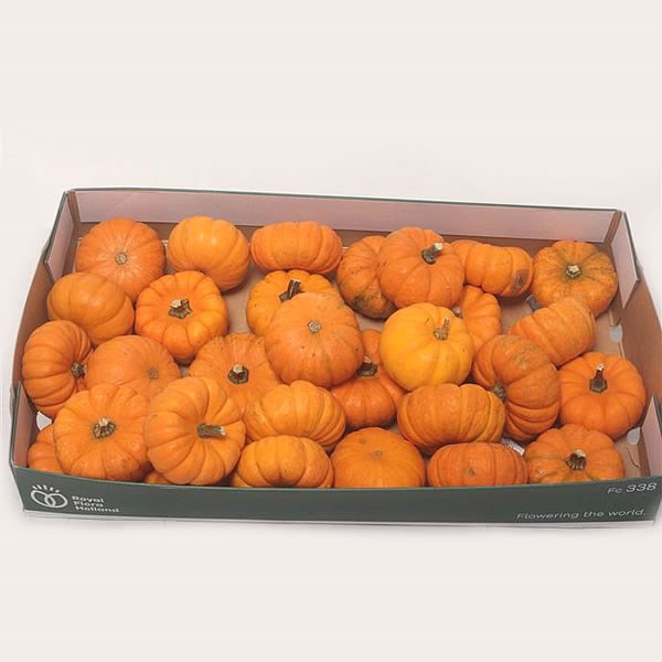 GOURDS - JACK BE LITTLE