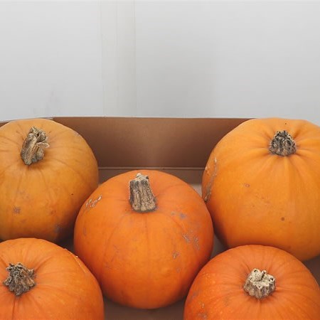 GOURDS - MAXIMA HALLOWEEN