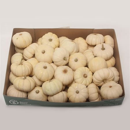 GOURDS - PEPO BABY BOO