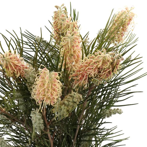 GREVILLEA CAL GEM