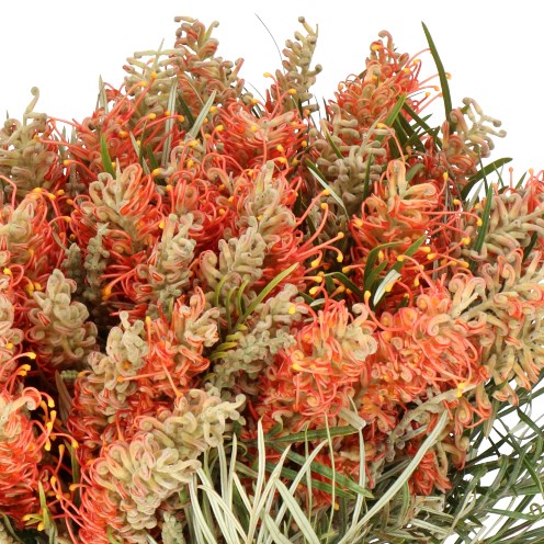 GREVILLEA COASTAL SUNSET