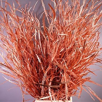 GREVILLEA DYED COPPER