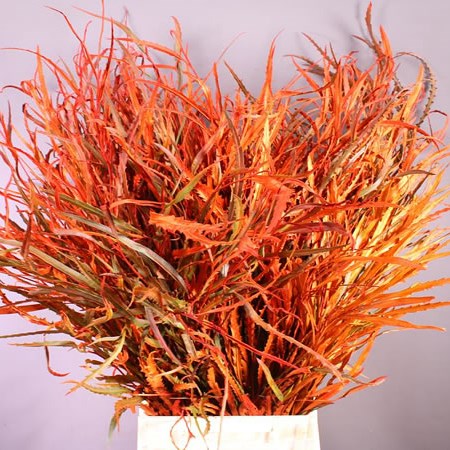 GREVILLEA DYED ORANGE