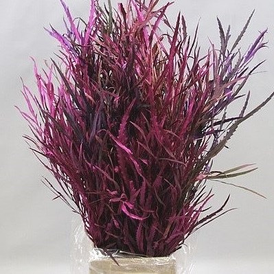 GREVILLEA DYED PURPLE