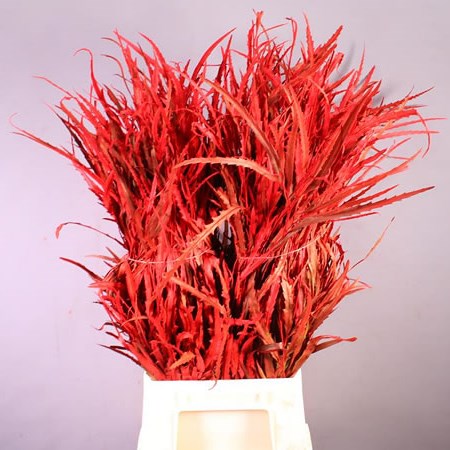GREVILLEA DYED RED