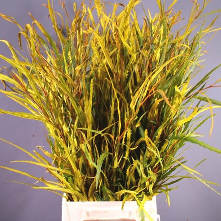 GREVILLEA DYED YELLOW