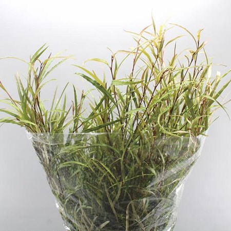 GREVILLEA (FINE)