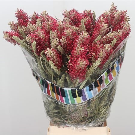 GREVILLEA MISTY RED