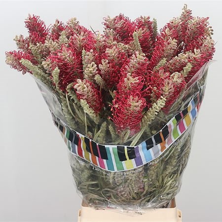 GREVILLEA MISTY RED