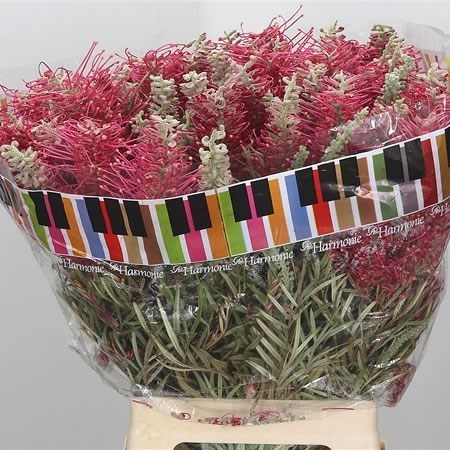 GREVILLEA MISTY RED