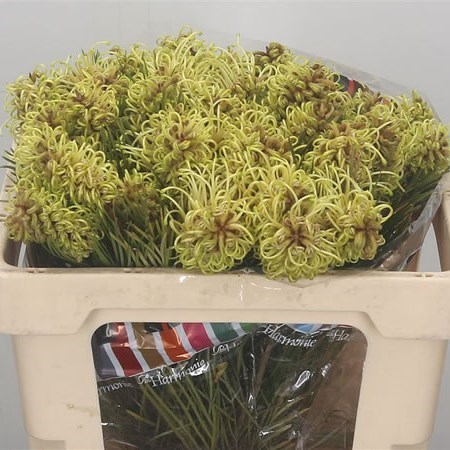 GREVILLEA SPIDERMAN