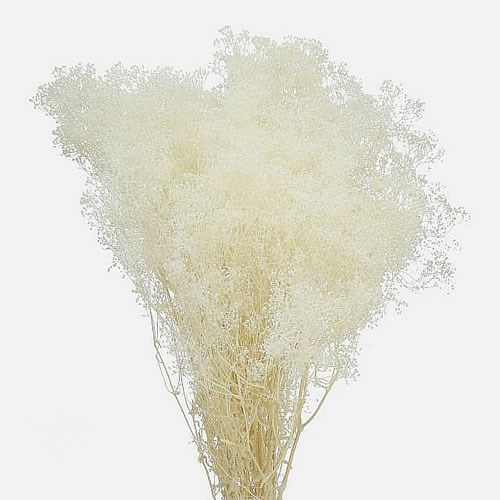 GYPSOPHILA DRIED & BLEACHED 50cm Wholesale Dried Flowers UK Preserved Flowers