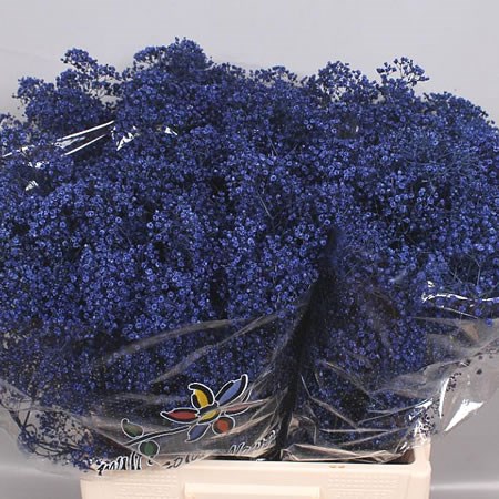 GYPSOPHILA DYED BLUE