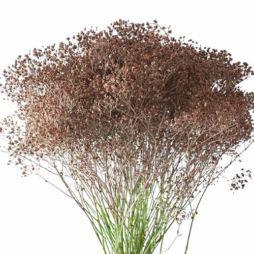 GYPSOPHILA DYED BROWN