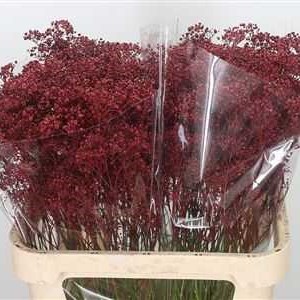 GYPSOPHILA DYED BURGUNDY