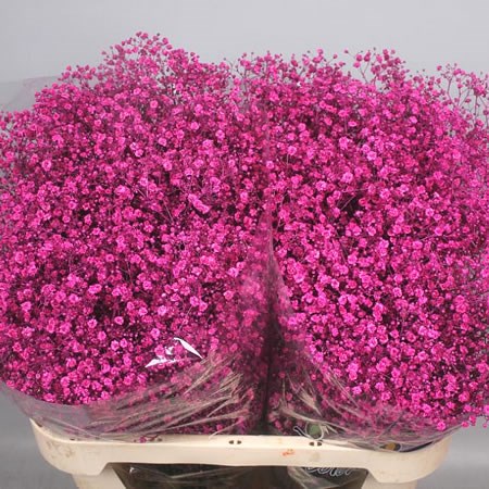 GYPSOPHILA DYED CERISE