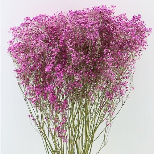 GYPSOPHILA DYED CERISE (DRIED)