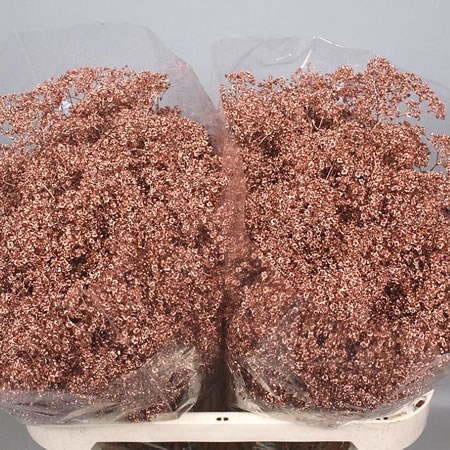 GYPSOPHILA DYED COPPER