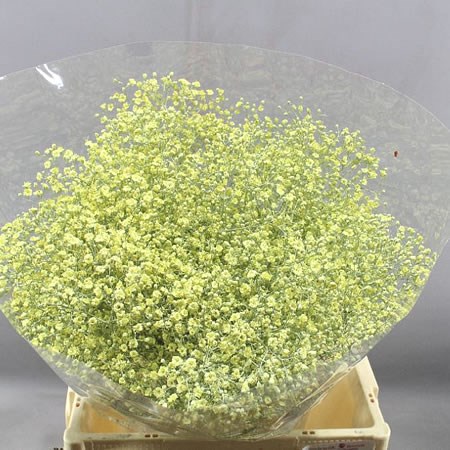 GYPSOPHILA DYED CREAM