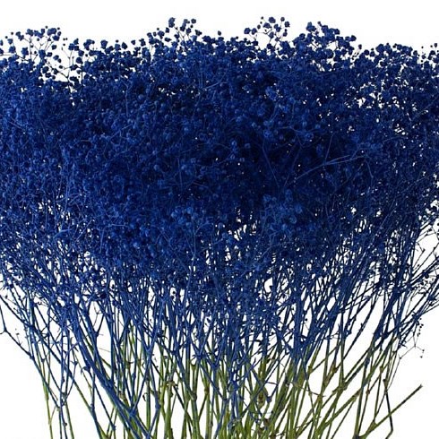 GYPSOPHILA DYED DARK BLUE
