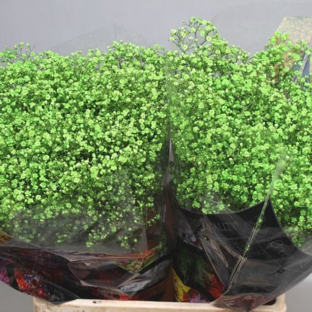 GYPSOPHILA DYED DARK GREEN